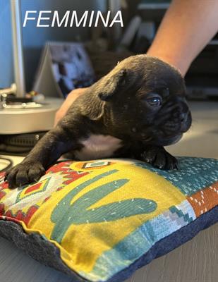 Bulldog Francese Cuccioli