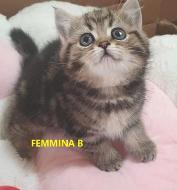 Cucciole Femmine Razza British - Foto 6