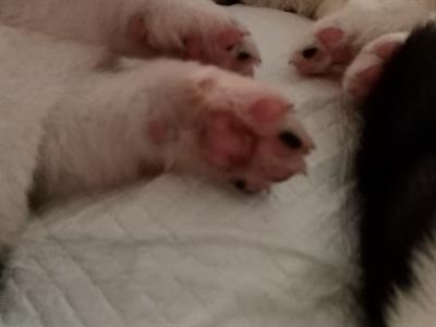 Cuccioli akita americano - Anteprima 2