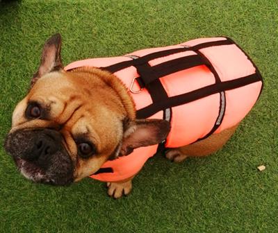 Bulldog francese