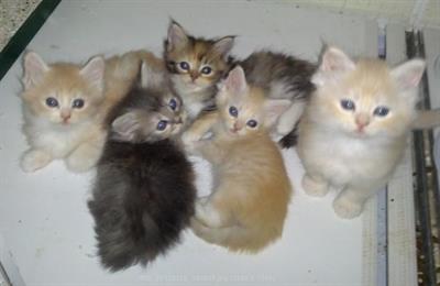 Gattini Siberiani Ipoallergenici