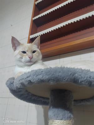 Siamese Red point - Foto 2