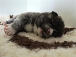 Akita inu 4 maschi e 1 femmina