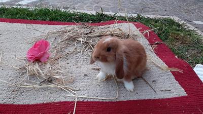 Coniglio ariete nano - Foto 4