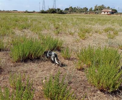 Setter inglese - Foto 4