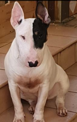 Bull Terrier Inglesi