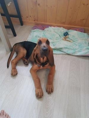 Cucciolo Bloodhound