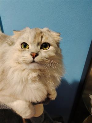 Gatto maschio accoppiamento