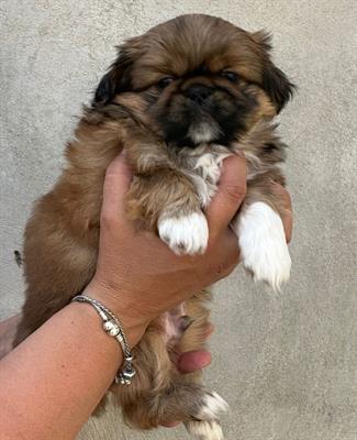 Cuccioli pechinese