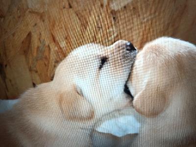Cuccioli Razza Labrador retriever - Foto 5