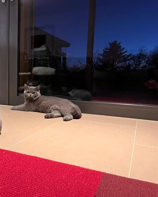Accoppiamento british shorthair - Foto 3