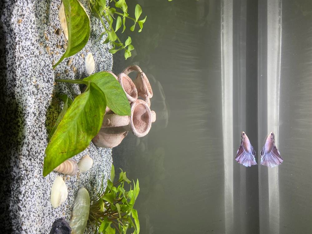 Acquario completo con piante e pesci - Teramo - Abruzzo