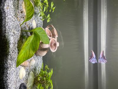 Acquario completo con piante e pesci
