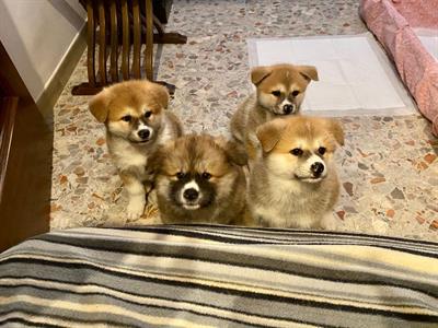 Cuccioli di akita inu