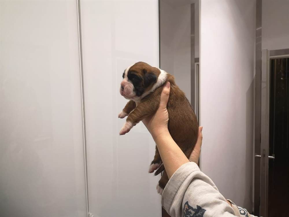 Foto 4Boxer cuccioli con pedigree