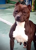 Foto 4 Allevamento American Razza Pitbull Terrier