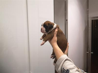 Boxer cuccioli con pedigree - Anteprima 4