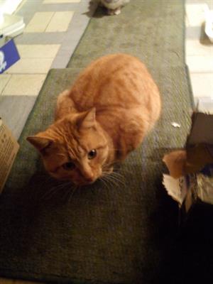 Gatti - circa 2 anni e mezzo Razza Europeo - Foto 6