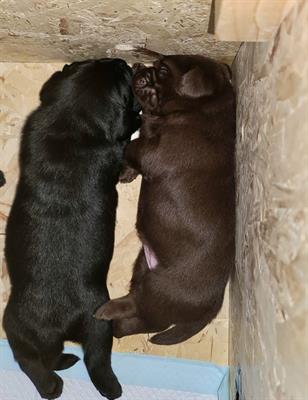 Cuccioli di Razza Labrador, colore nero - Foto 5