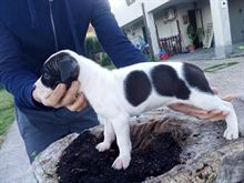Cuccioli di American staffordshire