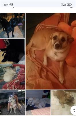 Il paradiso degli animali 8 - Foto 2