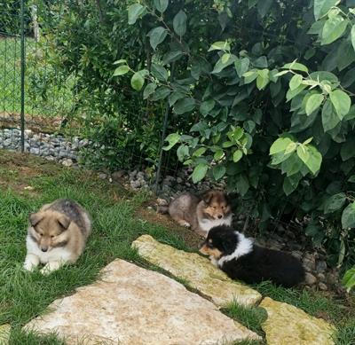 Cucciolipastori Scozzesi