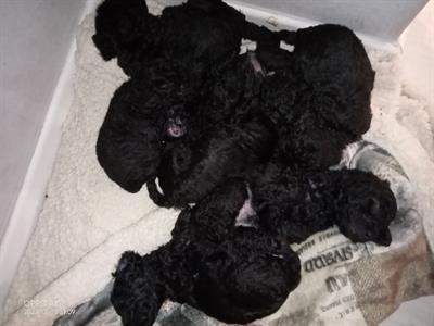 Barboncini toy, taglia piccola, prezzo trattabile - Foto 4