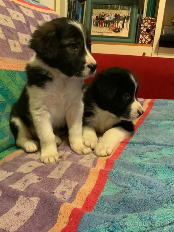 Foto 2Cuccioli di boder collie