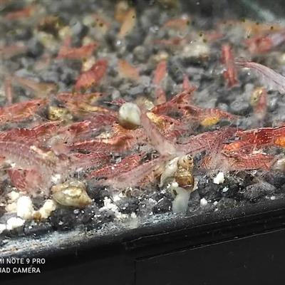 Cardine red cherry rosse per acquario