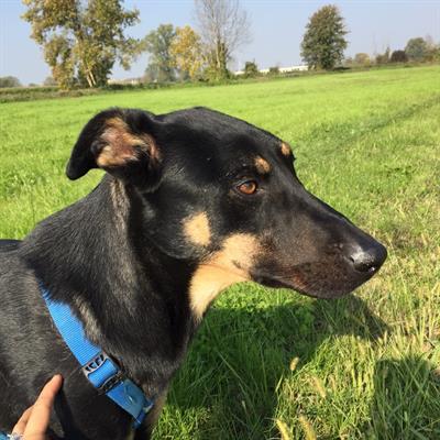 Lester è un incrocio lupoide nato - Foto 4