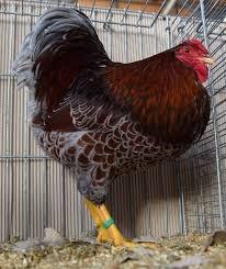 Galline Ornamentali