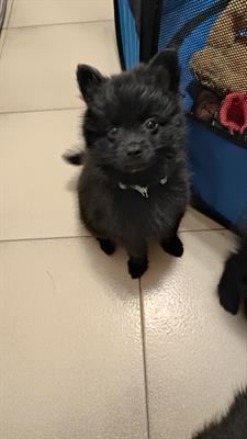Spitz tedesco piccolo