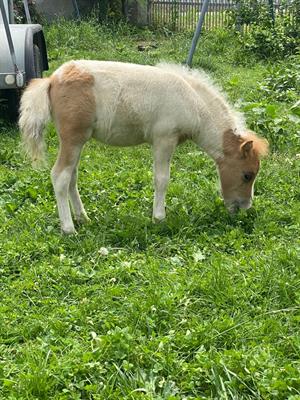 Pony falabella e miniature horses - Foto 5