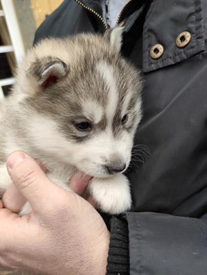 Siberian Razza husky puri disponibili - Foto 5