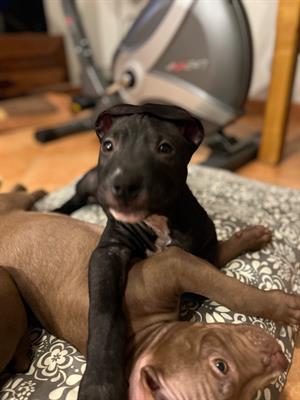 American pit bull terrier