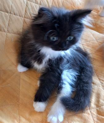 Cuccioli persiano/ragdoll