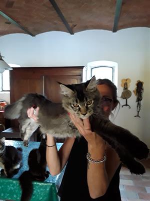 Gattini Maine Coon