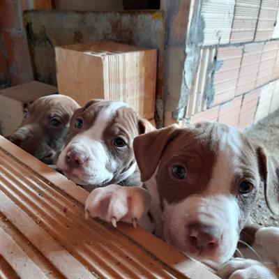 Cuccioli Amstaff