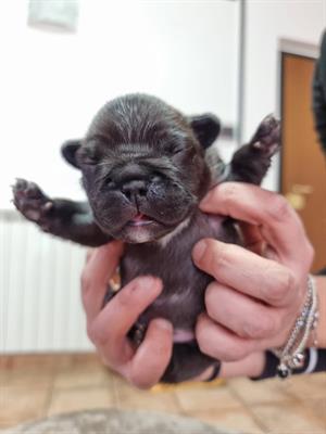 Cuccioli Bouledogue Francese, genitori visibili - Foto 2