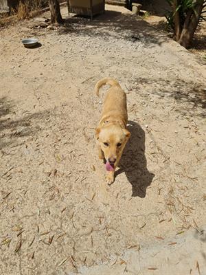 Cedo incrocio labrador - golden retriever