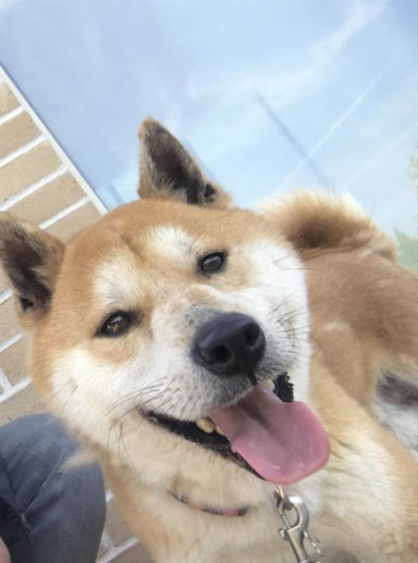 Foto 2 Shiba inu