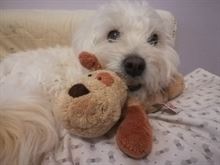 Pet sitter domiciliare