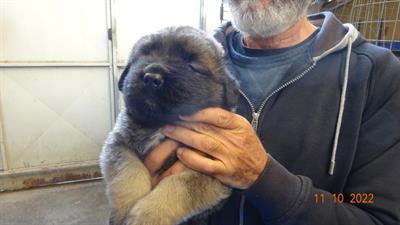 Cuccioli Pastore del caucaso in vendita - Foto 6