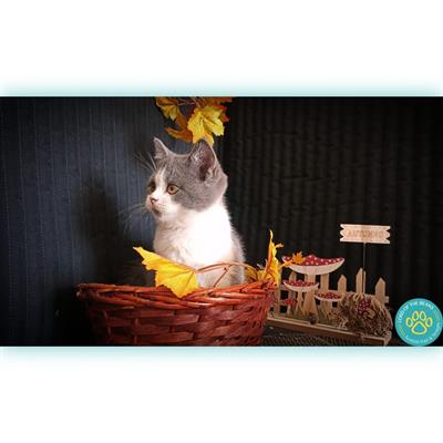 Scottish fold e straight nord Italia - Foto 2