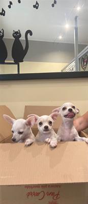 3 chihuahua