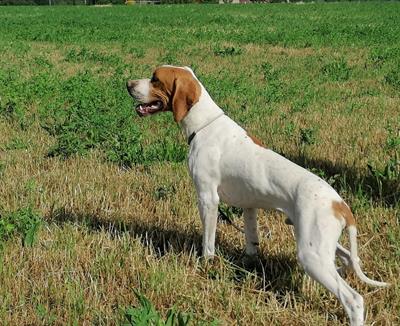 Pointer da Ferma