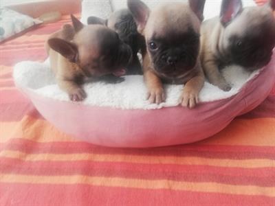 Bulldog Francese pedigree