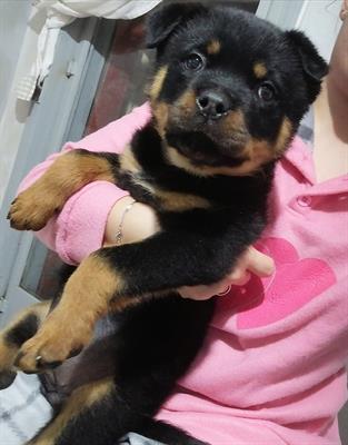 Cucciola rottweiler