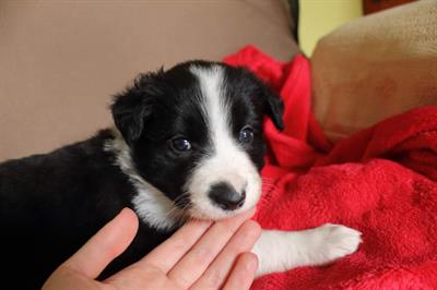 Cuccioli border collie femmine