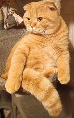 Scottish fold per accoppiamento, color rosso - Foto 3